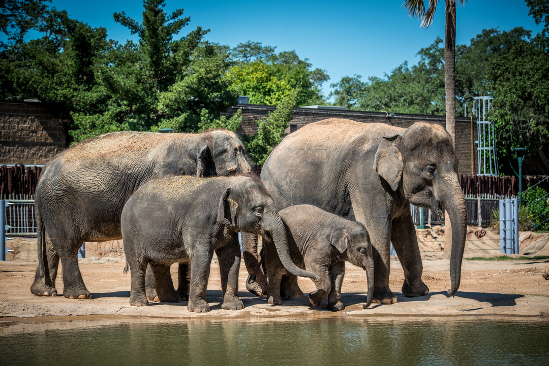 Asian Elephants
